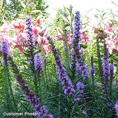 Blazing Star Seeds (Liatris)