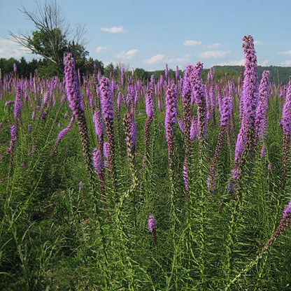 Blazing Star Seeds (Liatris)