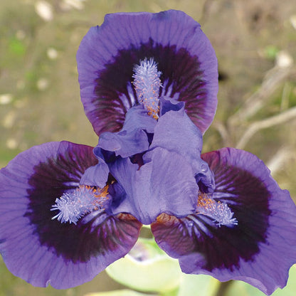 Lil Inkpot Dwarf Bearded Iris