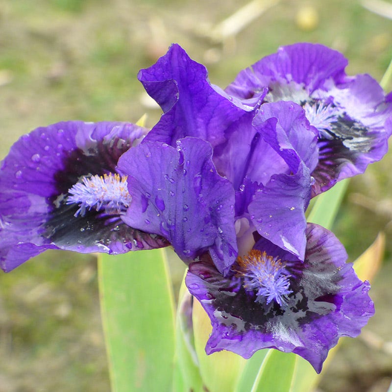 Dwarf Bearded Iris Lil Inkpot - Thumbnail 2