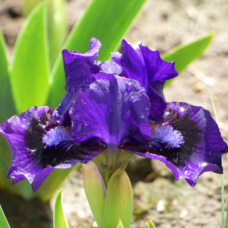 Lil Inkpot Dwarf Bearded Iris