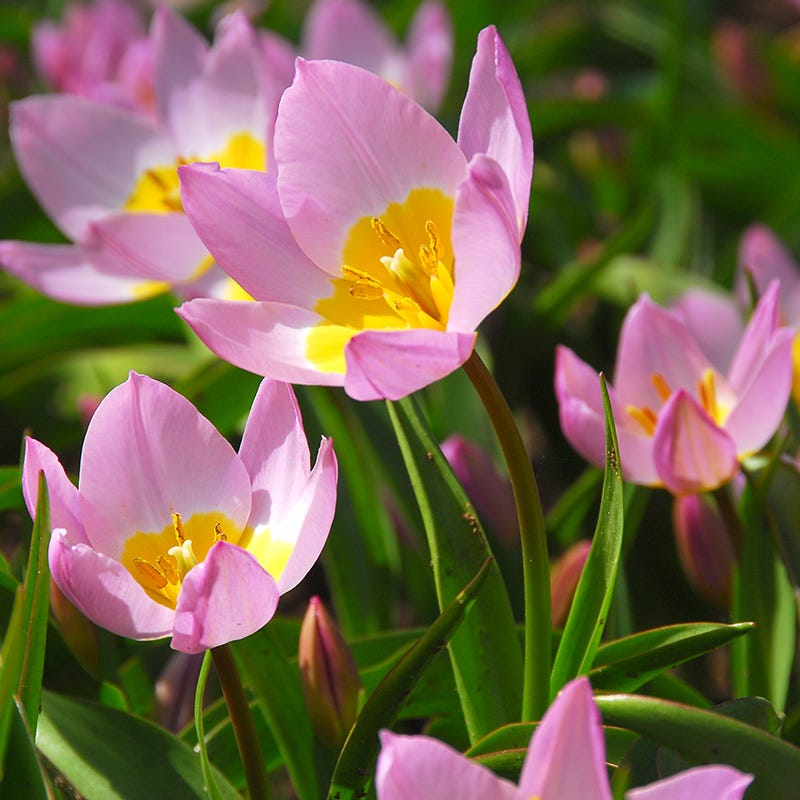 Lilac Wonder Wildflower Tulip Bulbs, Tulipa bakeri | High Country