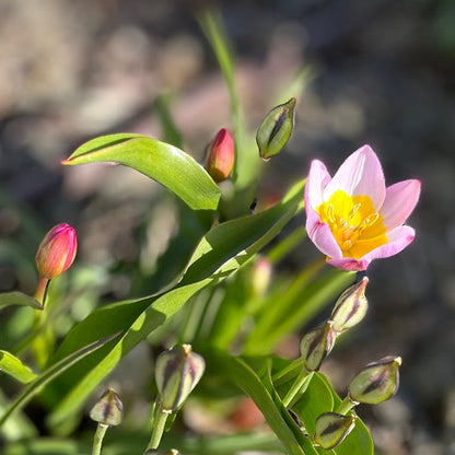 Lilac Wonder Wildflower Tulip