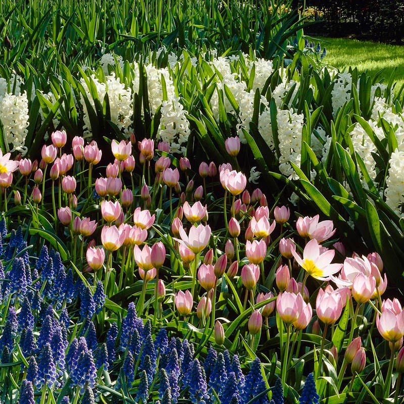 Lilac Wonder Wildflower Tulip