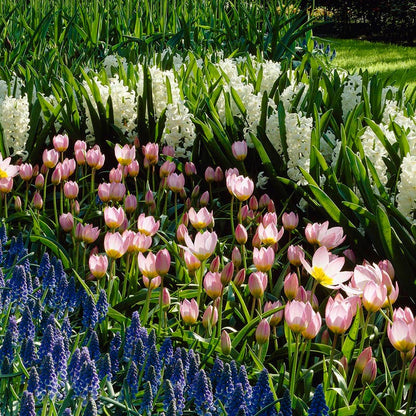 Lilac Wonder Wildflower Tulip