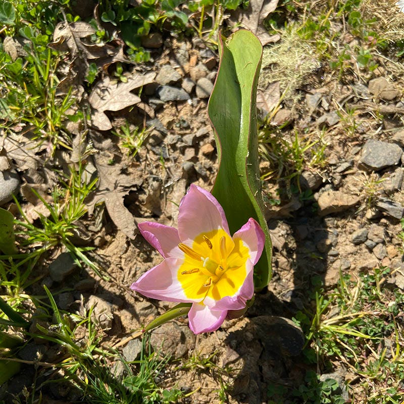 Lilac Wonder Wildflower Tulip