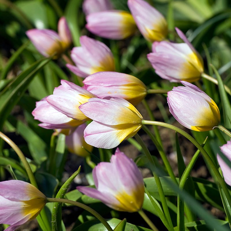 Lilac Wonder Wildflower Tulip Bulbs, Tulipa bakeri | High Country