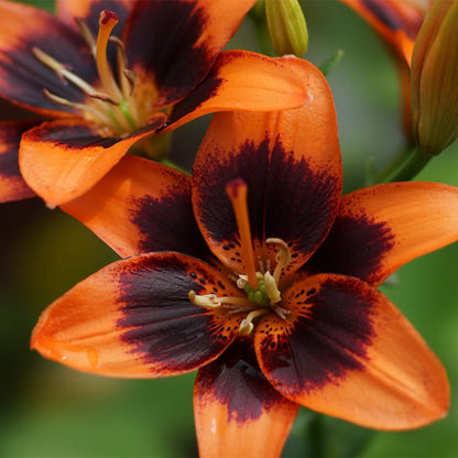 easy samba asiatic lily Forever Susan Asiatic Lily, Lilium