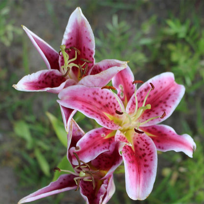 are stargazer lilies asiatic or oriental Stargazer Oriental Lily Bulbs, Lilium