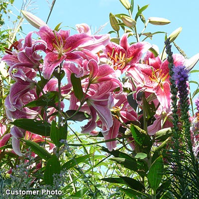 planting stargazer lily bulbs in pots Stargazer Oriental Lily Bulbs, Lilium