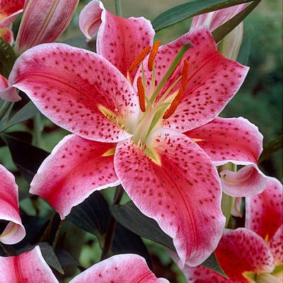 Stargazer Oriental Lily