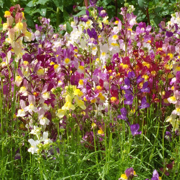 Butterfly and Hummingbird Wildflower Seed Mix