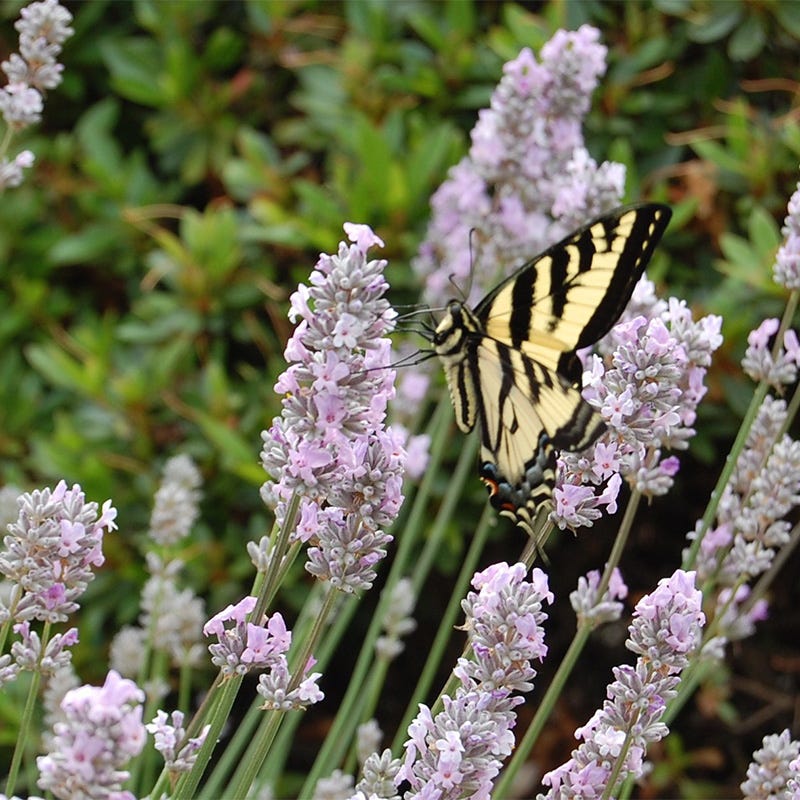 blooming lavender plant Long Blooming Lavender Collection, Lavandula