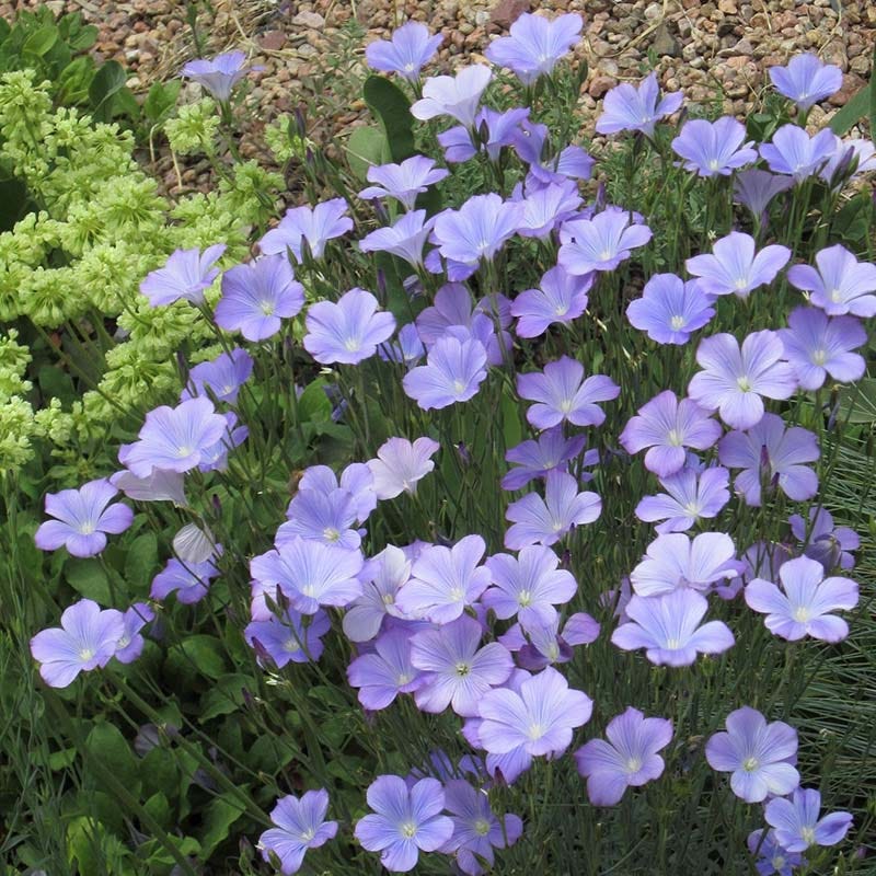 Spanish Blue Flax (Linum)