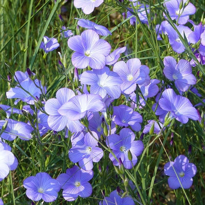 Spanish Blue Flax (Linum)