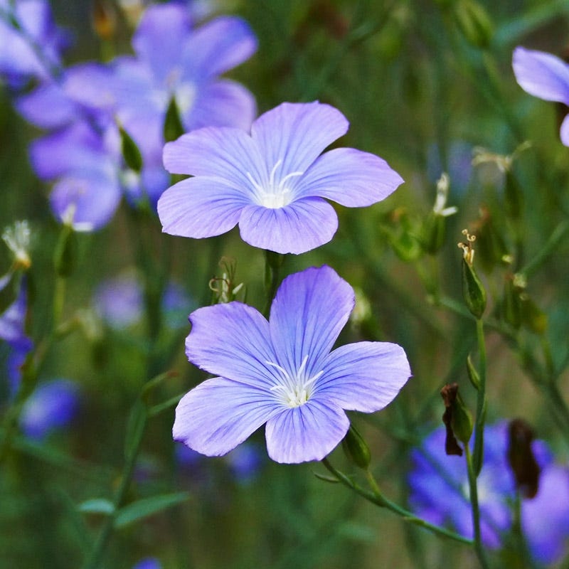High Country Gardens Spanish Blue Flax - Thumbnail 2