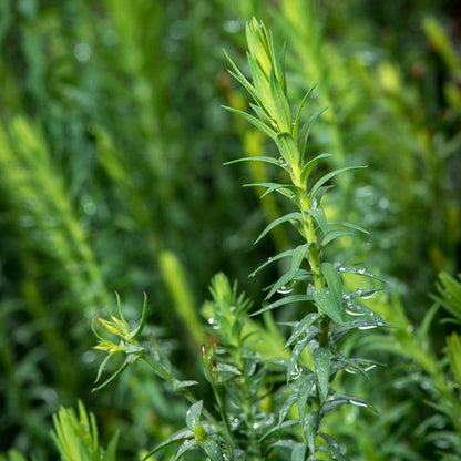 Spanish Blue Flax (Linum)