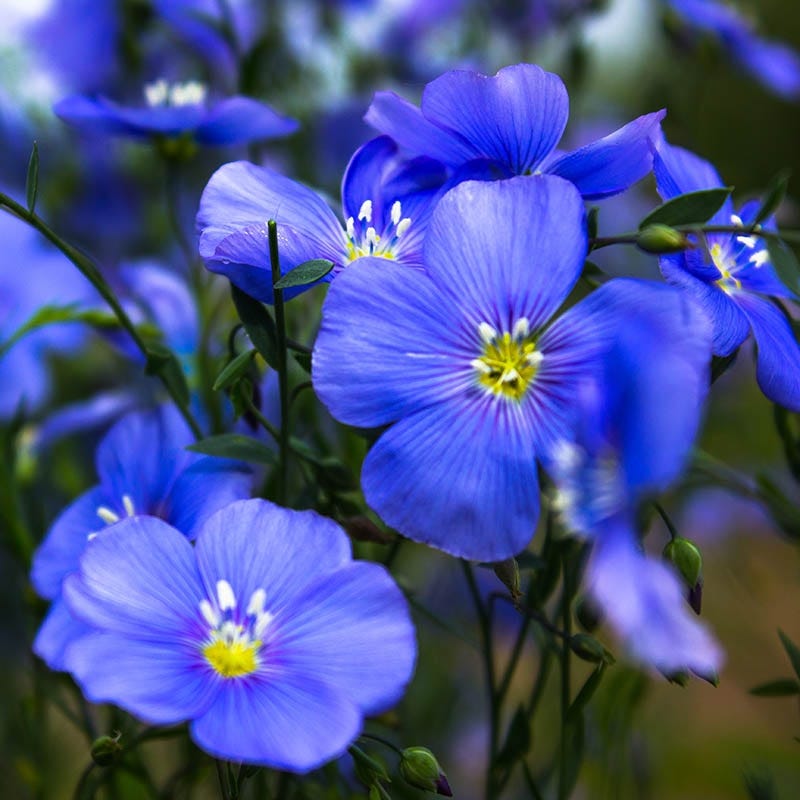 blue flax seeds planting Appar Blue Flax, Linum perenne Appar