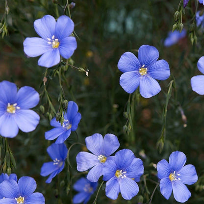 where to buy flax seeds for planting Blue Flax Seeds, Linum perenne