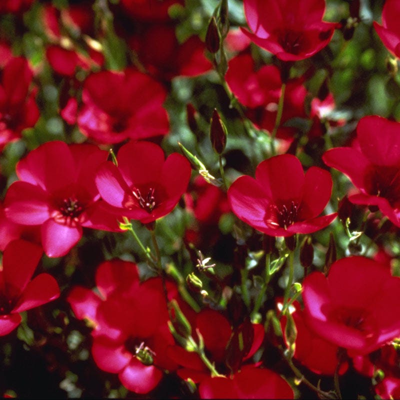 lin lan flower seeds Scarlet Flax Seeds, Linum grandiflorum rubrum