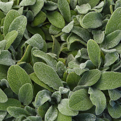 Little Lamb Lamb's Ear