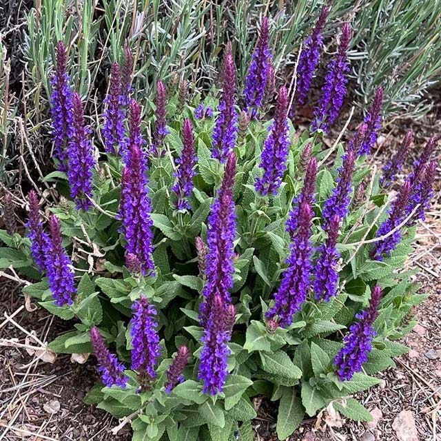 Salvia Collection, Meadow Sage | High Country Gardens