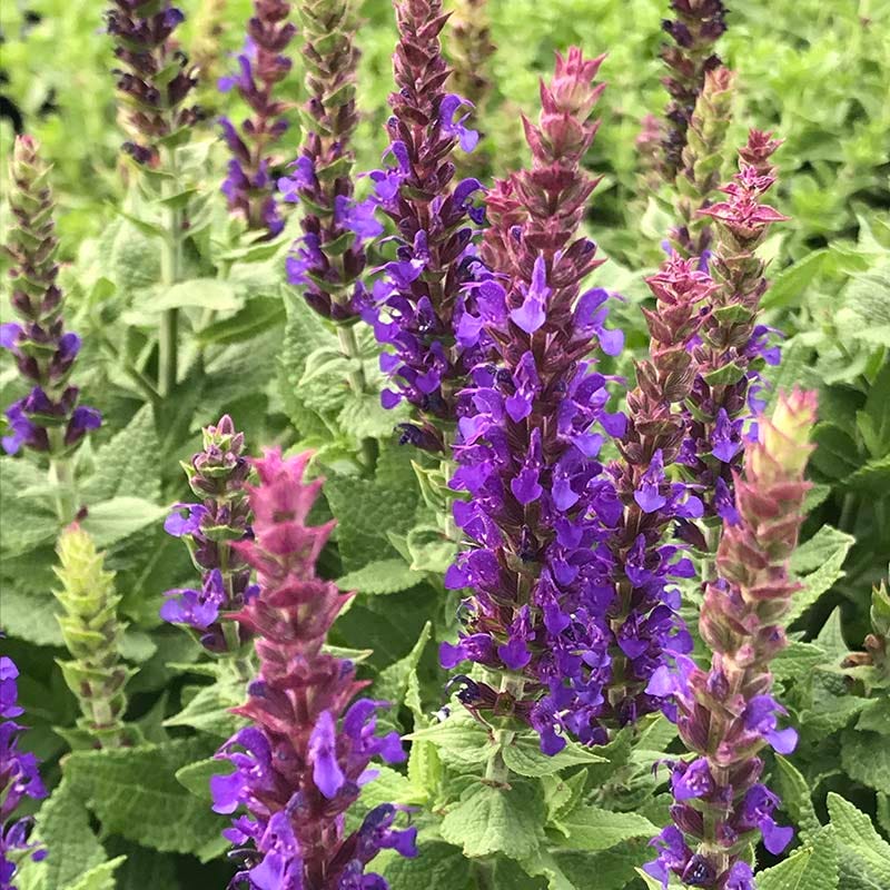 Salvia sylvestris