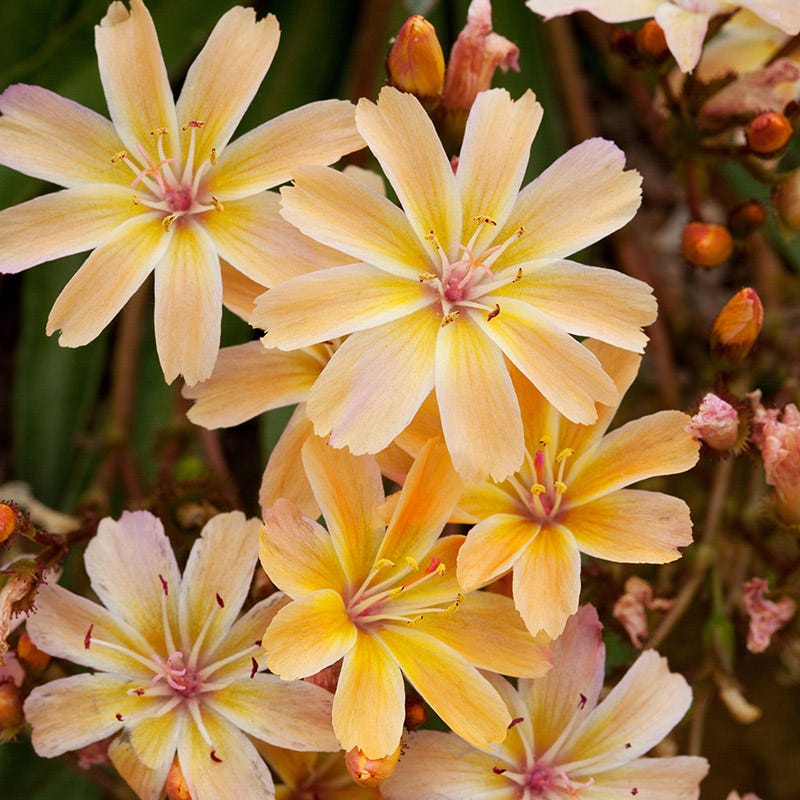 Lewisia - Little Peach