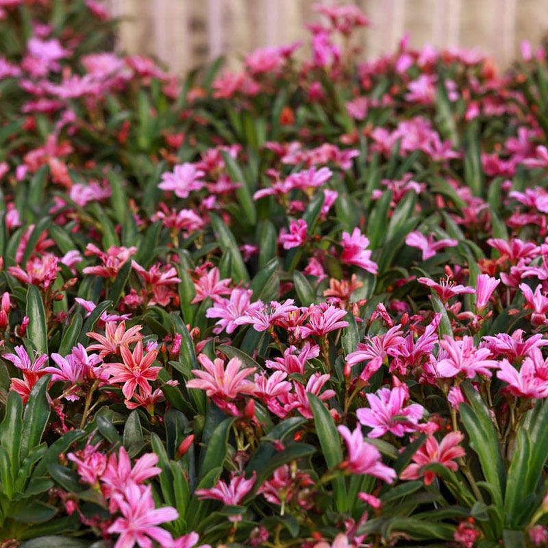 Little Plum Lewisia - Thumbnail 3