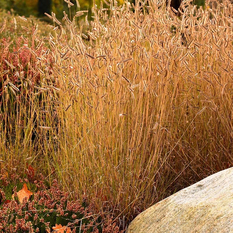 wildflower seeds for grass Little Prairie Native Wildflower Seed Mix