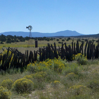Little Prairie Native Wildflower Seed Mix
