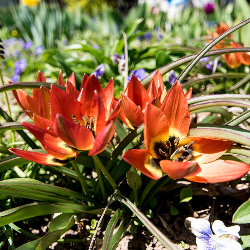 Little Princess Wildflower Tulip