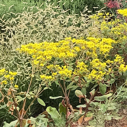 Sulphur Buckwheat Collection