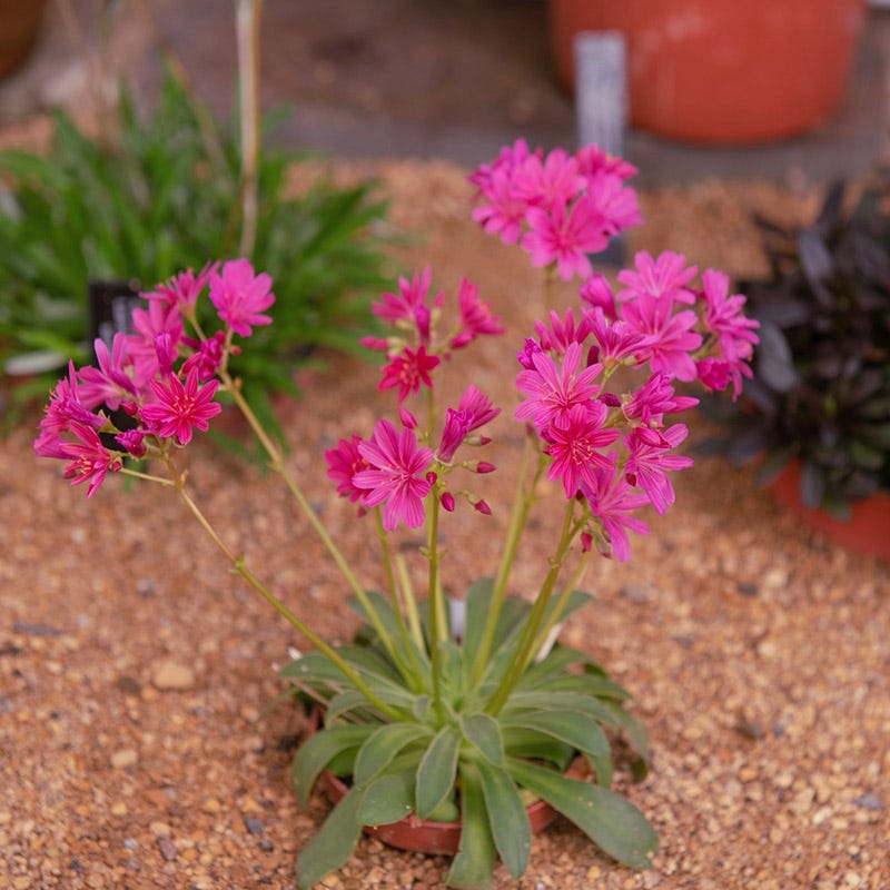 succulent lewisia Little Raspberry Lewisia, Bitterroot