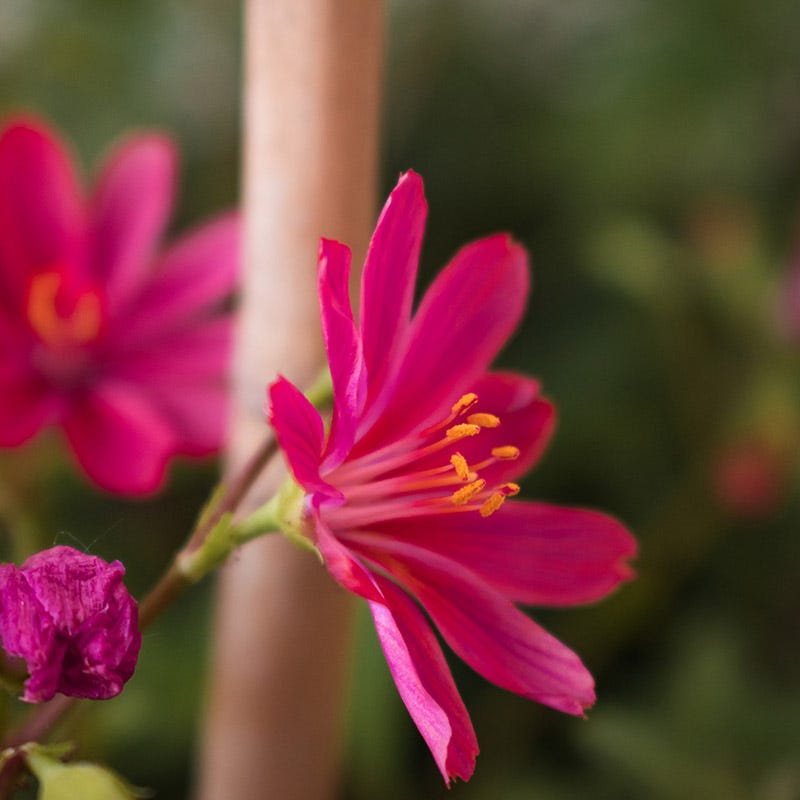 Little Raspberry Lewisia