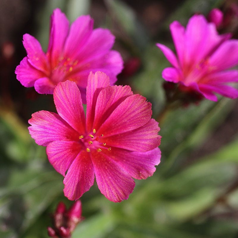 Lewisia - Little Raspberry