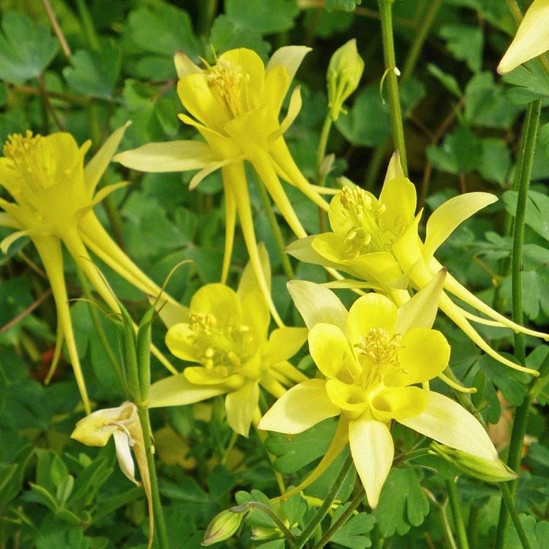 Aquilegia chrysantha v. chaplinei 'Little Treasure' Dwarf Spur Columbine