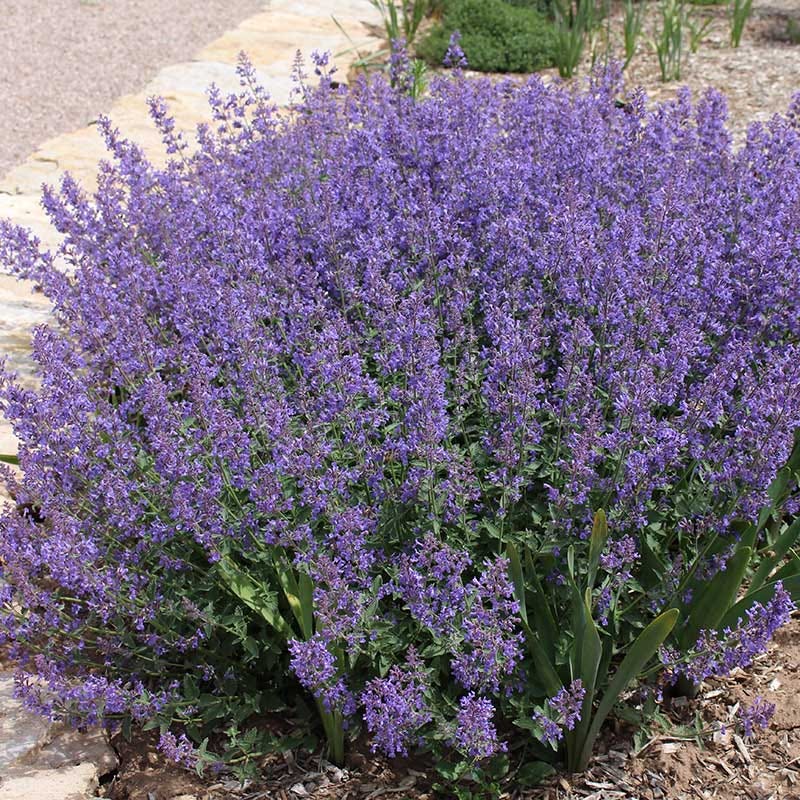 lavender plant zone 3 FireSmart Collection