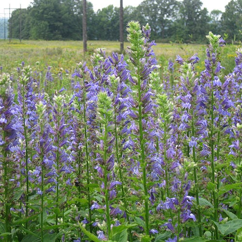 Blue Cardinal Flower Seeds (Lobelia)