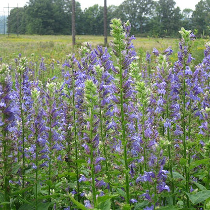 Blue Cardinal Flower Seeds (Lobelia)