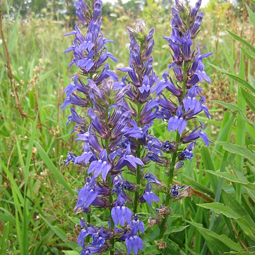 Blue Cardinal Flower Seeds (Lobelia)
