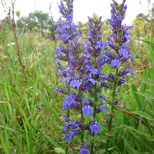 lobelia flower seeds Blue Cardinal Flower Seeds, Lobelia siphilitica