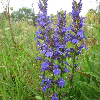 Blue Cardinal Flower Seeds (Lobelia)