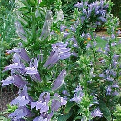 blue cardinal flower seeds Blue Cardinal Flower Seeds, Lobelia siphilitica