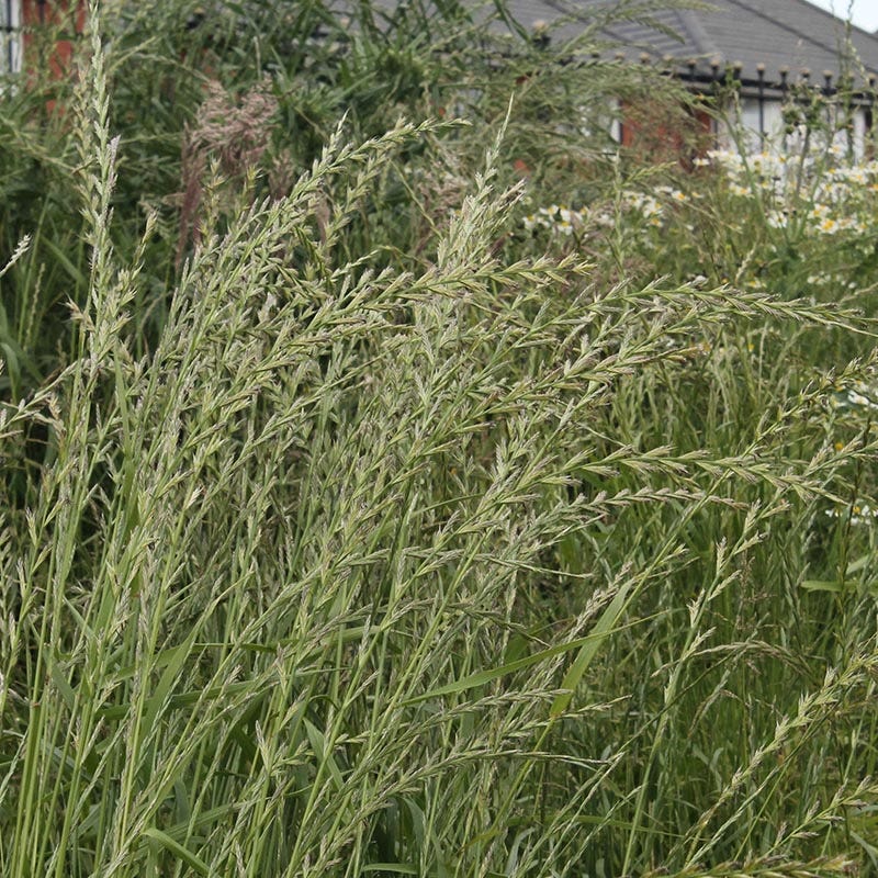 planting ryegrass seed in texas Annual Rye Grass Seeds, Lolium multiflorum