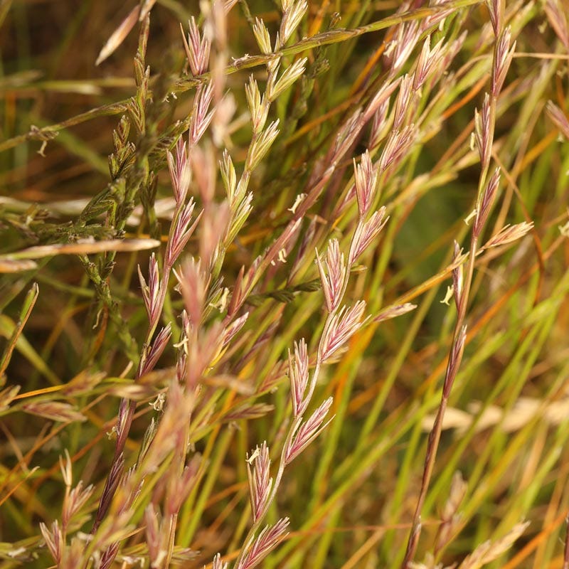 grass seed plant Annual Rye Grass Seeds, Lolium multiflorum