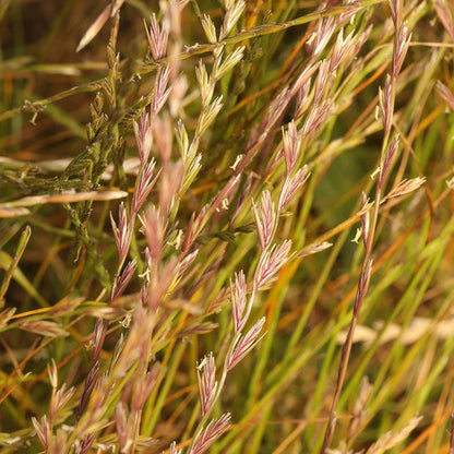 grass seed to plant in summer Annual Rye Grass Seeds, Lolium multiflorum