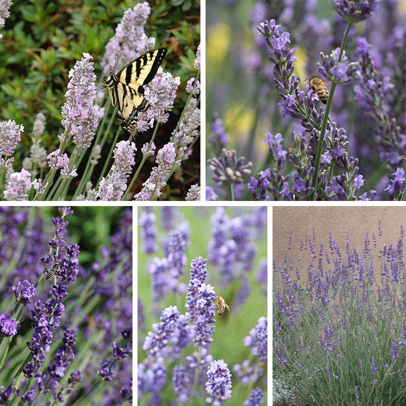 Long Blooming Lavender Collection