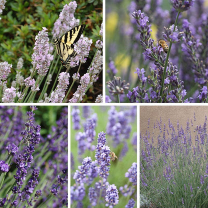 Long Blooming Lavender Collection