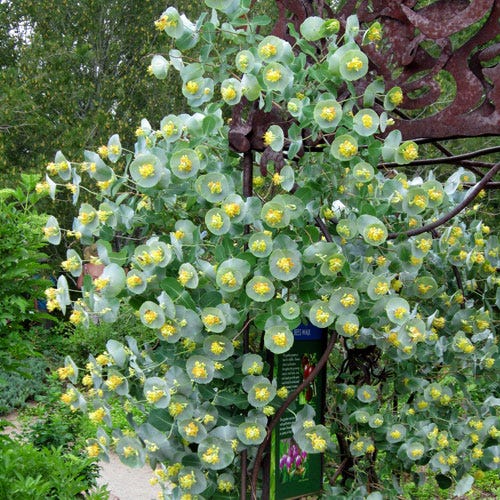 Lonicera reticulata Kintzley's Ghost - Thumbnail 2